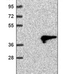 Merck Anti-ABHD13 antibody produced in rabbit