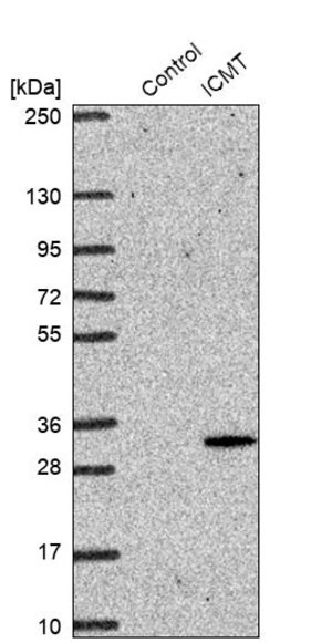 Merck Anti-ICMT antibody produced in rabbit