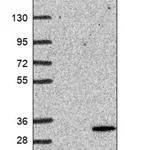 Merck Anti-ICMT antibody produced in rabbit