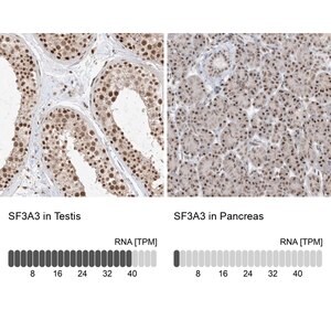 Merck Anti-SF3A3 antibody produced in rabbit