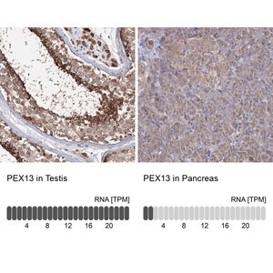 Merck Anti-PEX13 antibody produced in rabbit