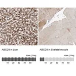 Merck Anti-ABCD3 antibody produced in rabbit