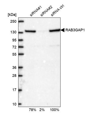 Merck Anti-RAB3GAP1 antibody produced in rabbit