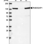 Merck Anti-RAB3GAP1 antibody produced in rabbit