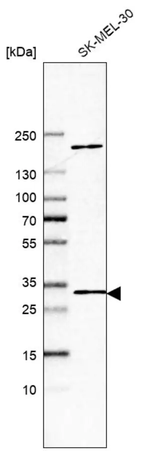 Merck Anti-DDIT4 antibody produced in rabbit