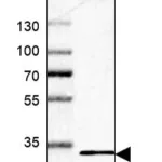 Merck Anti-DDIT4 antibody produced in rabbit
