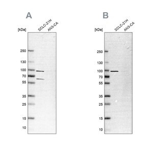 Merck Anti-PNPT1 antibody produced in rabbit