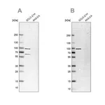 Merck Anti-PNPT1 antibody produced in rabbit