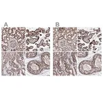 Merck Anti-GFM1 antibody produced in rabbit