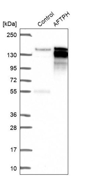 Merck Anti-AFTPH antibody produced in rabbit