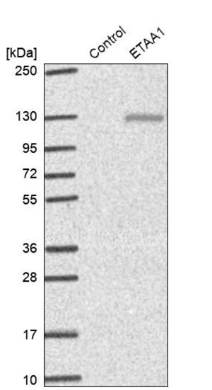 Merck Anti-ETAA1 antibody produced in rabbit