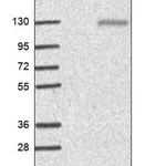 Merck Anti-ETAA1 antibody produced in rabbit