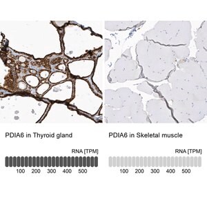 Merck Anti-PDIA6 antibody produced in rabbit