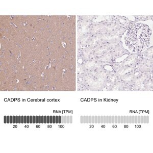 Merck Anti-CADPS antibody produced in rabbit