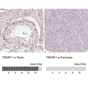 Merck Anti-TRERF1 antibody produced in rabbit