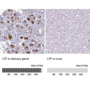 Merck Anti-LTF antibody produced in rabbit