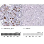 Merck Anti-LTF antibody produced in rabbit