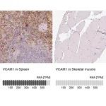 Merck Anti-VCAM1 antibody produced in rabbit