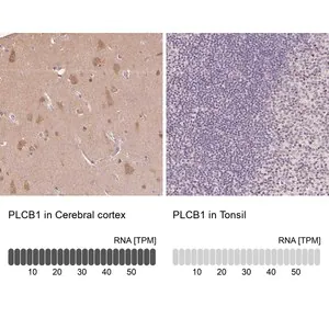 Merck Anti-PLCB1 antibody produced in rabbit