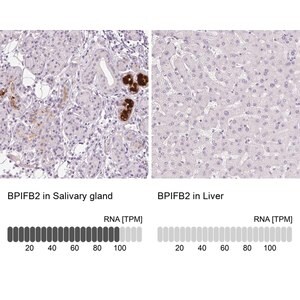 Merck Anti-BPIFB2 antibody produced in rabbit