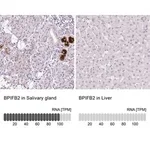 Merck Anti-BPIFB2 antibody produced in rabbit