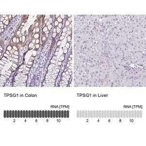 Merck Anti-TPSG1 antibody produced in rabbit