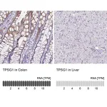 Merck Anti-TPSG1 antibody produced in rabbit