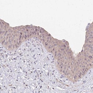 Merck Anti-IFI44L antibody produced in rabbit