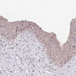 Merck Anti-IFI44L antibody produced in rabbit