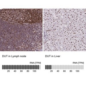 Merck Anti-DUT antibody produced in rabbit