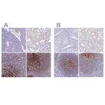 Merck Anti-CR2 antibody produced in rabbit