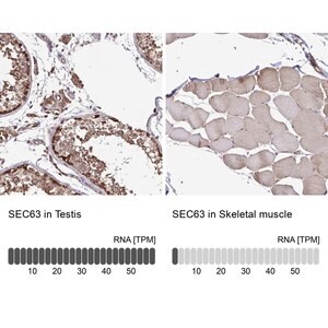 Merck Anti-SEC63 antibody produced in rabbit