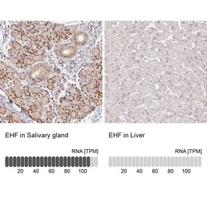 Merck Anti-EHF antibody produced in rabbit