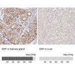 Merck Anti-EHF antibody produced in rabbit
