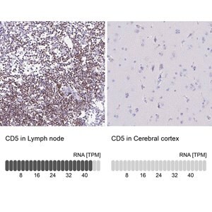 Merck Anti-CD5 antibody produced in rabbit