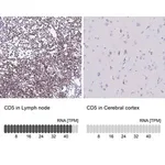 Merck Anti-CD5 antibody produced in rabbit