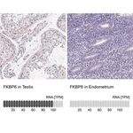 Merck Anti-FKBP6 antibody produced in rabbit
