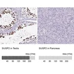 Merck Anti-SUGP2 antibody produced in rabbit
