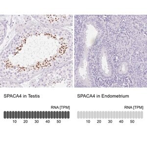 Merck Anti-SPACA4 antibody produced in rabbit