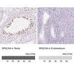 Merck Anti-SPACA4 antibody produced in rabbit