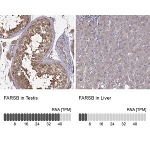 Merck Anti-FARSB antibody produced in rabbit