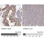 Merck Anti-FARSB antibody produced in rabbit