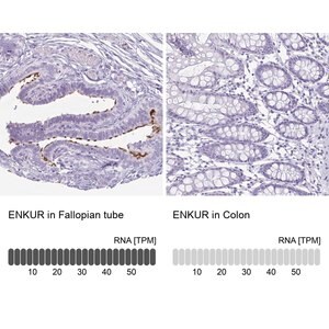 Merck Anti-ENKUR antibody produced in rabbit