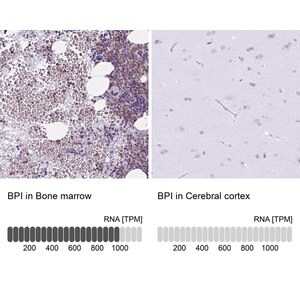 Merck Anti-BPI antibody produced in rabbit
