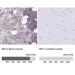 Merck Anti-BPI antibody produced in rabbit