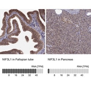 Merck Anti-NIF3L1 antibody produced in rabbit