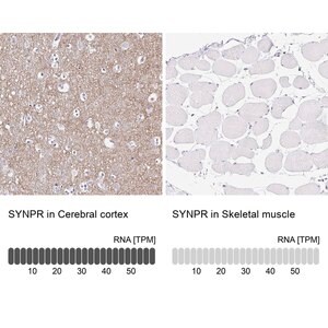 Merck Anti-SYNPR antibody produced in rabbit