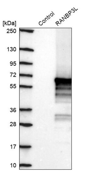 Merck Anti-RANBP3L antibody produced in rabbit