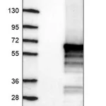 Merck Anti-RANBP3L antibody produced in rabbit