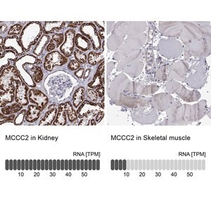 Merck Anti-MCCC2 antibody produced in rabbit